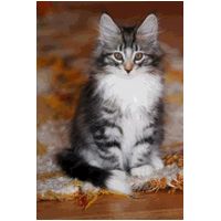 balam10weeks3.jpg