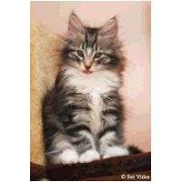 balam10weeks4.jpg