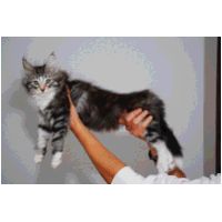 balam10weeks.jpg