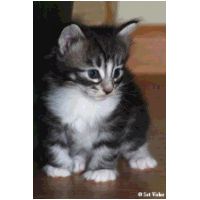 balam4weeks2.jpg