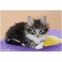 balam6weeks2.jpg
