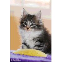 balam6weeks.jpg