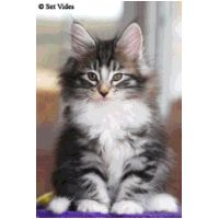 balam8weeks2.jpg