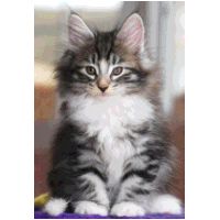 balam8weeks3.jpg