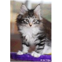 balam8weeks.jpg