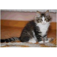bruma10weeks6.jpg
