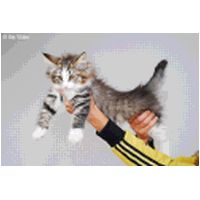 bruma10weeks.jpg